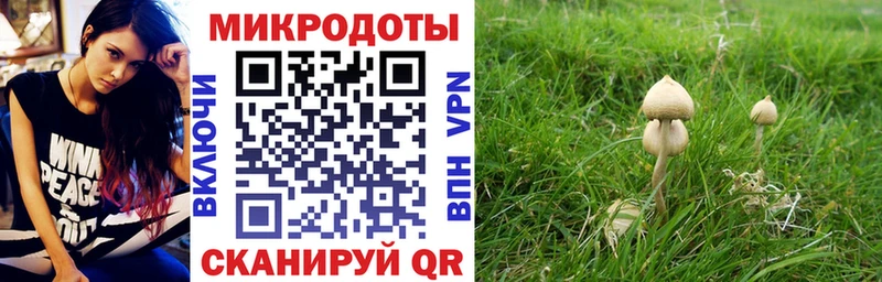 Псилоцибиновые грибы Cubensis  Великие Луки 